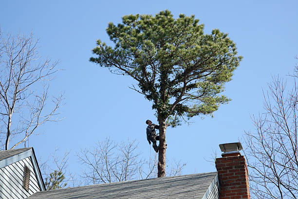 Best Emergency Tree Removal  in Lampasas, TX